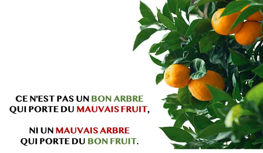 CE N&rsquo;EST PAS UN BON ARBRE QUI PORTE DU MAUVAIS FRUIT, NI UN MAUVAIS ARBRE QUI PORTE DU BON FRUIT